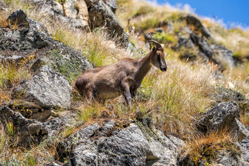Female Himalayan Tahr (Hemitragus jemlahicus) in its natural habitat, profile view. Sagarmatha national park, Nepal.