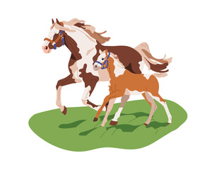 Paint horses on grass. Pinto mare and foal running, walking on field. Thoroughbred equine animal family in countryside pasture, country nature. Flat vector illustration isolated on white background.