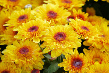 Obraz premium Blooming yellow small chrysanthemums. chrysanthemums flower field background.