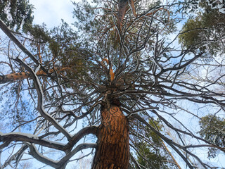 Taken from below, the crown of an old pine tree with winding branches covered with snow against a blue winter sky.
