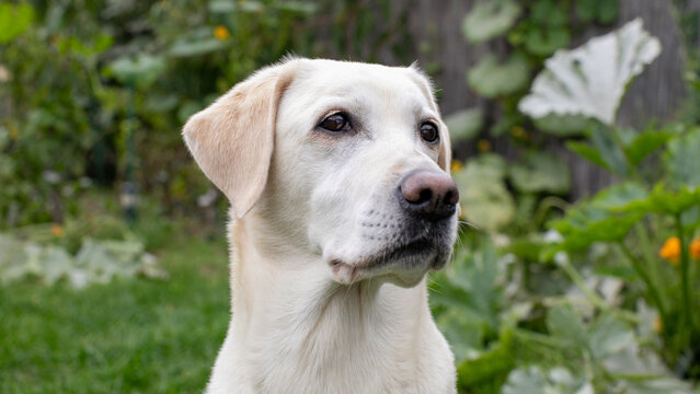 Stoic Labrador amidst verdant pumpkin patch, celebrating National Dog Day, pastoral tranquility, canine contemplation, autumnal harvest whispers