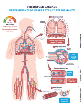 Oxygen cascade and heart rate performance shown through lungs, heart, and muscles, mapping mechanics, gas exchange, transport, and ATP use to explain load and efficiency. Outline diagram