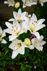 White Lily Bouquet in Garden Setting with Buds and Green Leaves,Elegant Floral Display