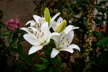 White Lily Bouquet in Garden Setting with Buds and Green Leaves,Elegant Floral Display