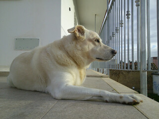 Cane © Steve Fossiant