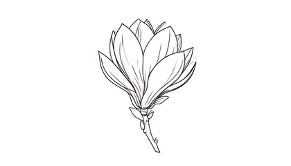 Magnolia blossom sketch elegant, pointed petals surround central form, atop small branch