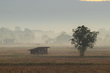 Misty Field and Tree at Dawn