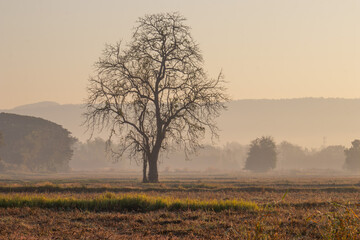 Lone Tree in Misty Field at Sunrisev