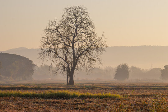 Lone Tree in Misty Field at Sunrisev - Powered by Adobe