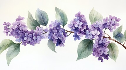 adorable watercolor lilac branch, pastel purple, white background