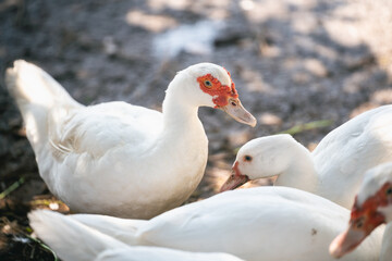 Close-Up View of White Ducks with Unique Facial Features in Natural Outdoor Setting Under Soft Natural Light
