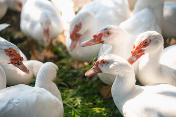 Group of White Ducks with Red Facial Markings Feeding in a Lush Green Environment, Close-Up View, Natural Habitat, Outdoor Farm Scene, Bright Daylight
