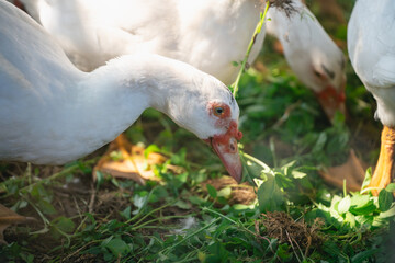 White Domestic Ducks Feeding on Green Grass in Natural Habitat, Close-Up View of Birds for Farm and Nature Photography