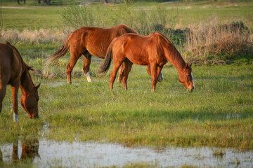 Group of horses grazing on fresh green meadow near shallow water in spring. Peaceful rural countryside scene with natural light, calm atmosphere and pastoral landscape. Concept of farming, nature and 