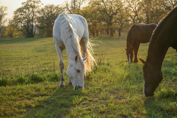 White and brown horses grazing on a green meadow at sunset. Peaceful rural countryside scene with warm evening light, natural environment and calm pastoral atmosphere. Concept of farming, nature and h