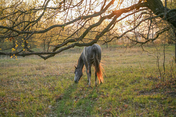 Gray horse grazing on green meadow during warm spring sunset. Natural rural landscape with trees, soft golden light and peaceful countryside atmosphere. Concept of freedom, nature and calm life.