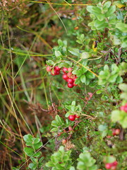 Red lingonberries on evergreen shrub in forest or heathland. Vaccinium vitis-idaea. Copyspace.