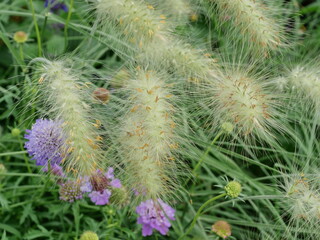 Fountain grass with fluffy plume against a green blurred background. Copyspace.