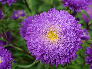 China aster with bright purple petals and yellow center against blurred green background. Copyspace.