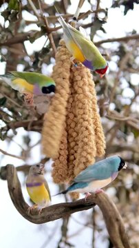 Colorful Gouldian finches feeding on millet spray