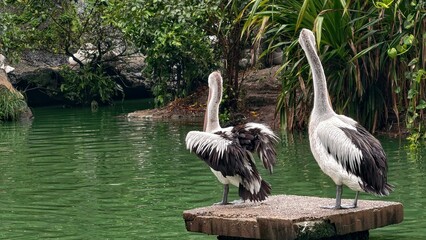 Close-up portrait of a pelican in a natural aquatic environment, showing detailed eye, long bill,...