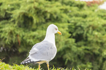 Fototapeta premium Wild seagull bird standing in green nature habitat