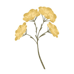 Yellow dried flower branch vector, hand drawn botanical illustration of wild flowers isolated on white background.