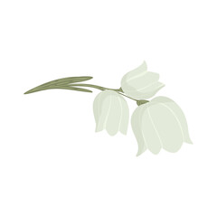 White lily of the valley flowers branch, vector illustration. Hand drawn spring lily blossom in rustic style isolated on white for wedding invitations, greeting cards and floral design.