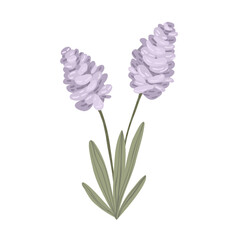 Two purple wild flowers with leaves, hand drawn meadow floral elements, vector illustration isolated on white background