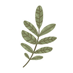 Green leaf branch with small foliage, hand drawn botanical decorative element, vector illustration isolated on white.