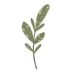 Green leaf branch with small foliage, hand drawn botanical decorative element, vector illustration isolated on white.