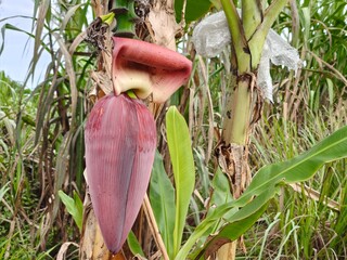 Banana flower  © DesignNFMR
