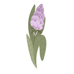 Purple hyacinth flower bud with green leaves, hand drawn spring floral element, vector illustration isolated on white background
