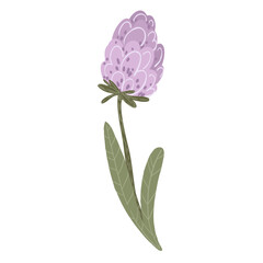Purple hyacinth flower bud with green leaves, hand drawn spring floral element, vector illustration isolated on white background