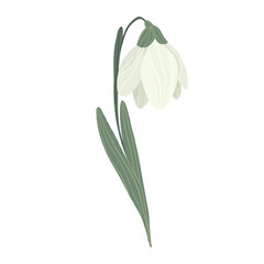White snowdrop flower with green leaves, hand drawn first spring flower, vector illustration isolated on white background