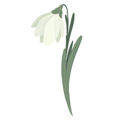 White snowdrop flower with green leaves, hand drawn first spring flower, vector illustration isolated on white background