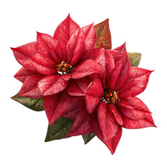 Two Red Poinsettias with Water Droplets isolated on a transparent background