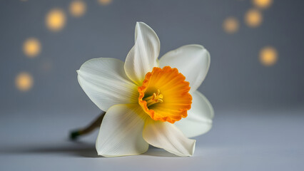 Obraz premium St david's day daffodil flower symbolism and celebration