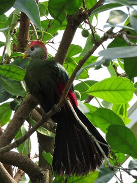 Touraco