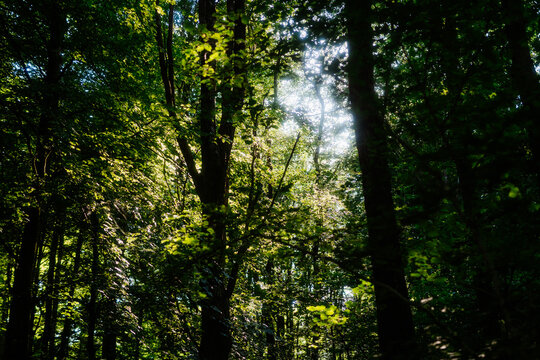 Dense green forest canopy with sunlight filtering through thick branches