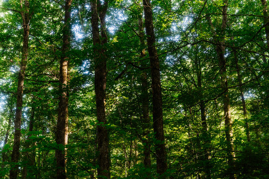 Lush green trees in a dense forest, natural woodland background, sunny summer day
