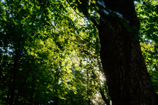 Large dark tree trunk in a lush, sun-dappled green forest canopy