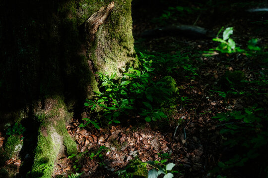 Lush green forest floor vegetation and mossy tree trunk in dappled sunlight