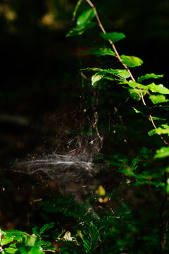 Close-up of a delicate spider web with green leaves in filtered forest sunlight