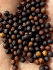 Detailed seed closeup, Zoomedin texture of mustard seed surface