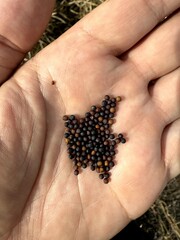 Closeup of man inspecting tiny mustard grains in nature