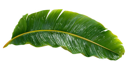 Close-up of a vibrant green banana leaf, wet and shimmering, isolated on black