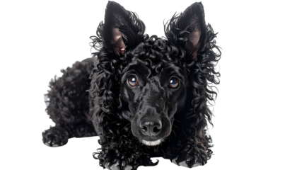 A black, curly-haired dog lies down, looking directly at the viewer. Isolated on black