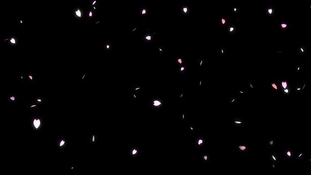 falling cherry blossom petals falling snow on the black background.
Falling sakura
