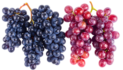 Close-up of two bunches of grapes, one dark blue and the other red/purple, isolated